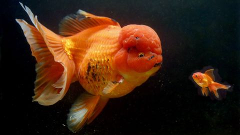 самая красивая рыба в мире
