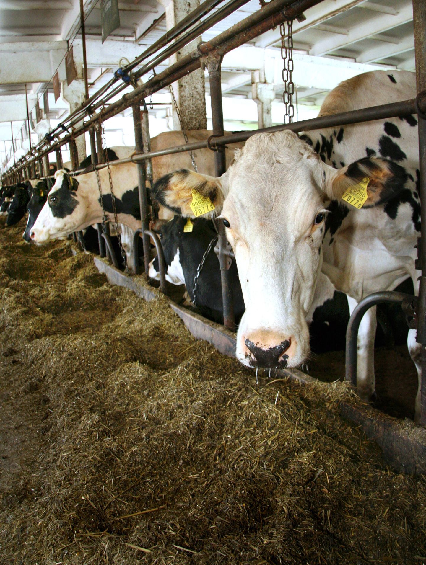 Kaks Viljandimaa loomapidajat alustasid ettevalmistusi suurte lehmalautade rajamiseks.
