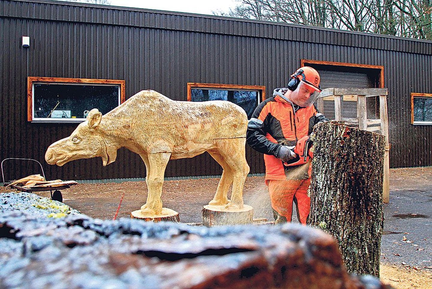 Puukujur Ott Olesk, kes pildil on alustanud karu väljasaagimist, ütles, et pakk, millest algas põdrakuju väljalõikamine, kaalus 1,2 tonni, põdra kere kaalub 900 kilo.