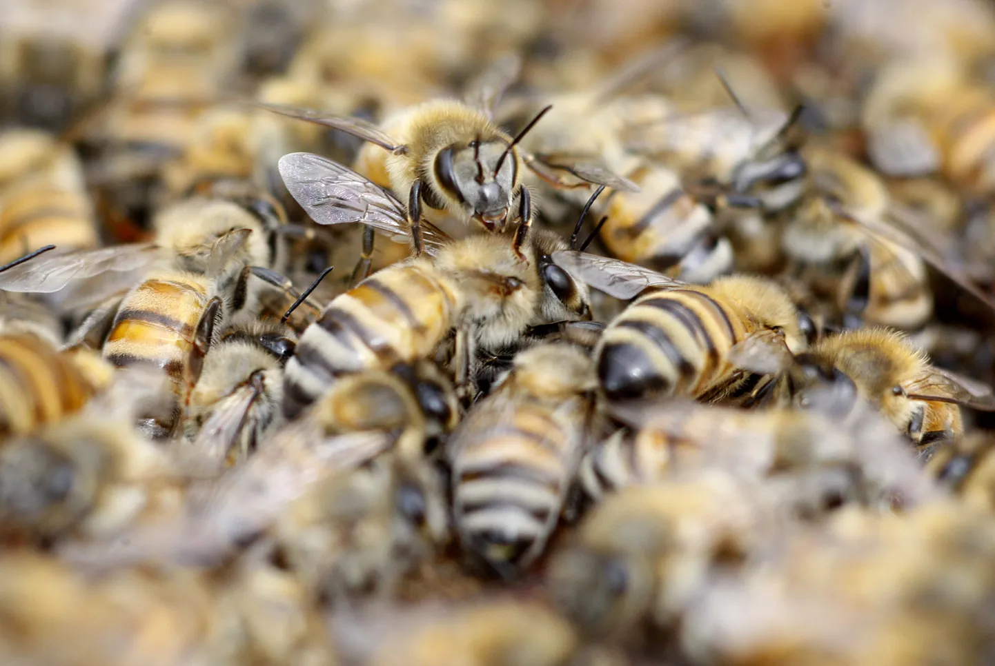 Mesilaste nõelamine kui ravimeetod?