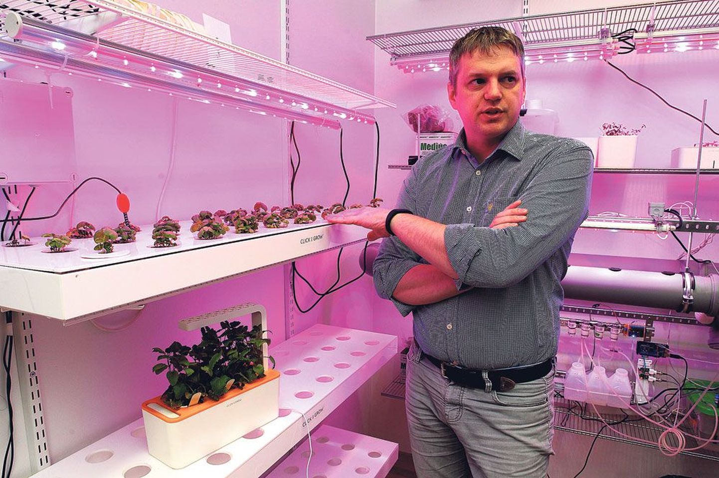 Mattias Lepp näitab oma Tartu kontori pisikeses laboris mullata kasvanud basiilikuid. Click and Grow’ suurem teadus- ja arendustöö käib Tartu ülikooli ja maaülikooli laborites.