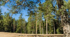 Rootsis langesid kümned autojuhid pila ohvriks, sattudes metsas tupikusse