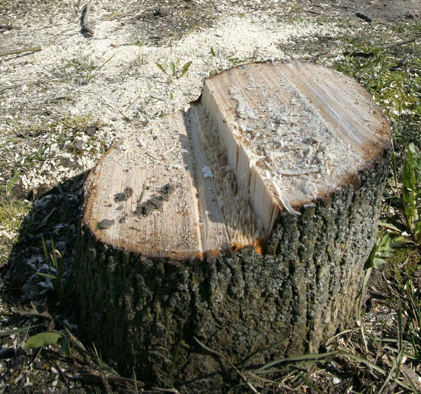 Pärnu linnavalitsus tahab muuta linnas puude raiumise loa saamise korda.