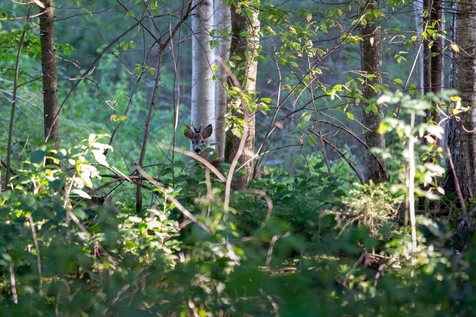 Aasta metsamajandaja tiitli kandidaatide seas on sel aastal kaks viljandimaalast.