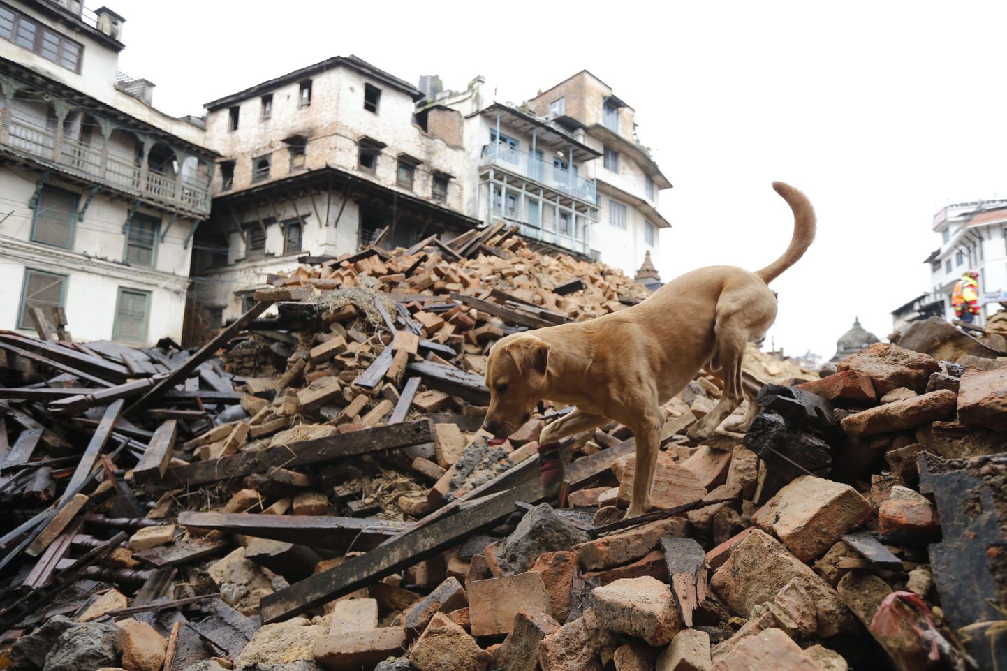 Saksa päästemeeskond tõi kaasa koerad, kes otsivad Katmandus varemetest ellujäänuid.