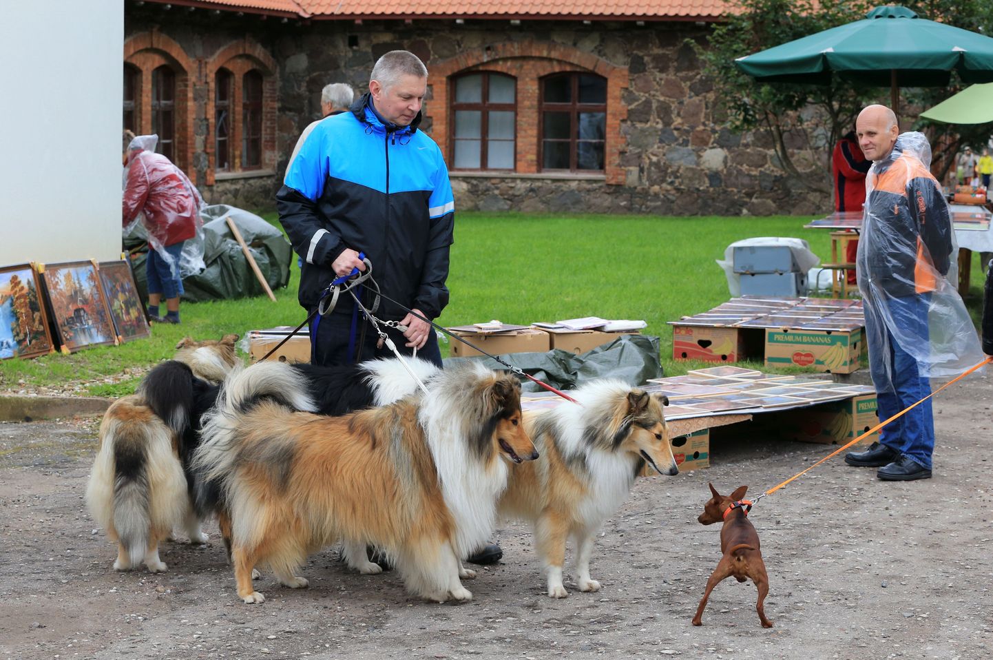 MTÜ Happy Dog korraldatav kõikide tõugude koertenäitus toimus põllumajandusmuuseumis ka aasta tagasi.