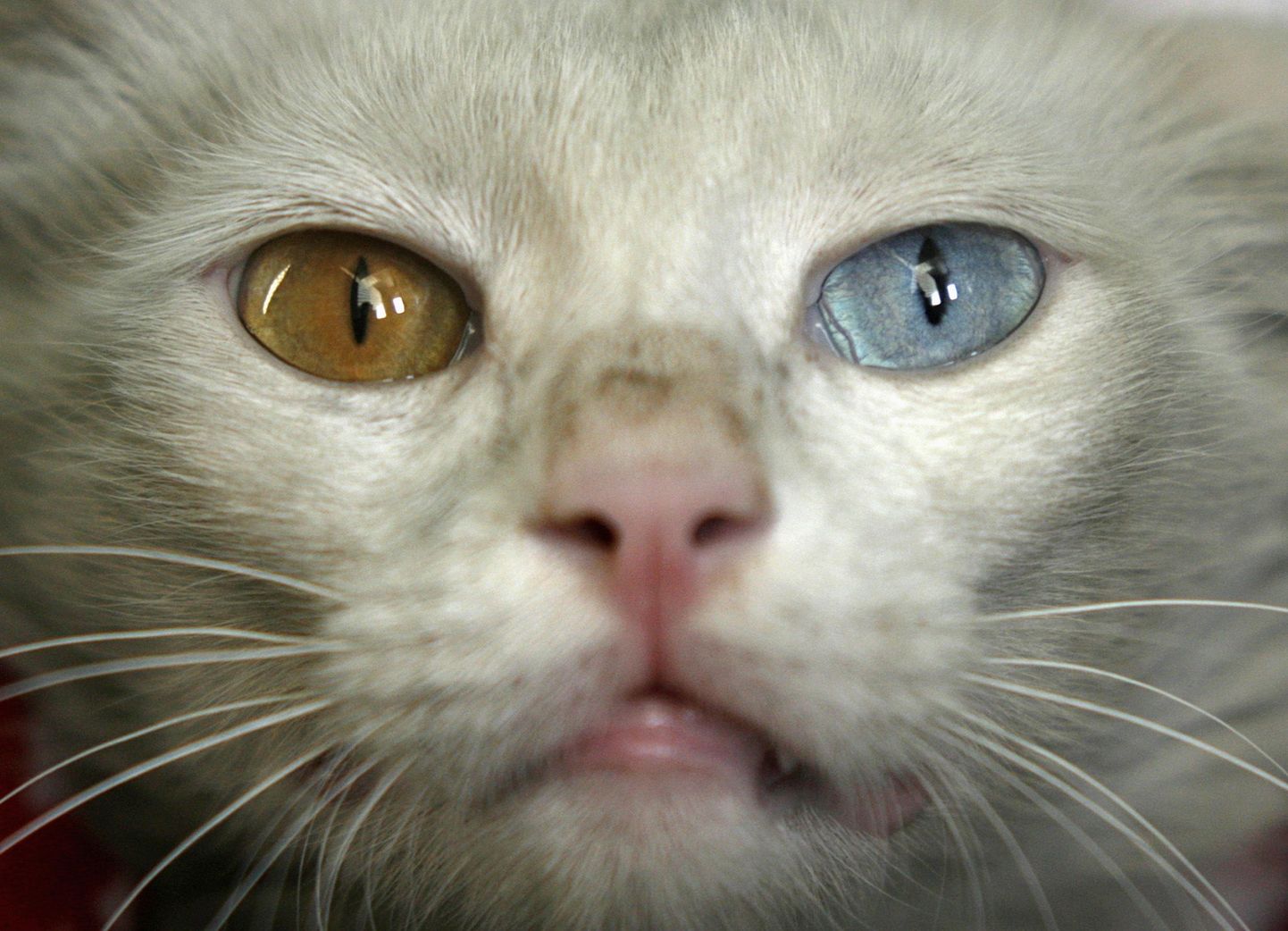 Pruuni ja sinise silmaga kass