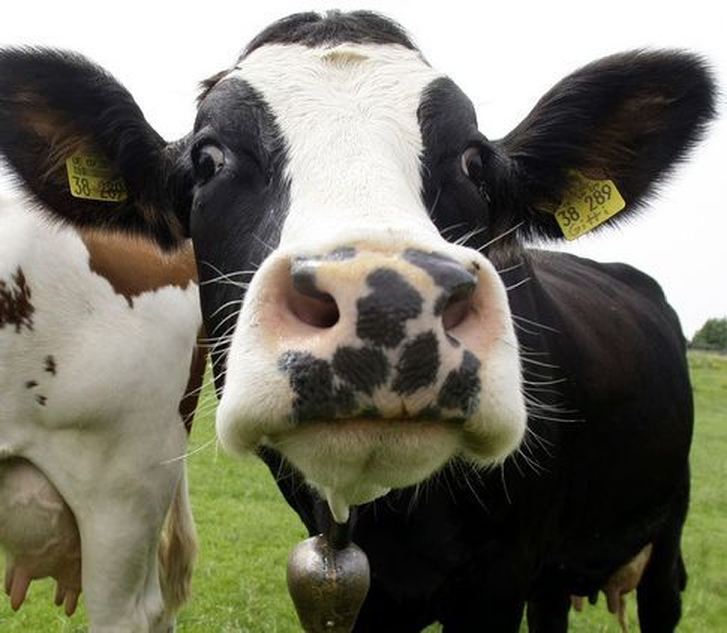 Teist aastat järjest tunnistati Eesti kõige tervemaks piimakarjaks Harri Kommeli 10-pealine kari Pöide vallas Posti talus Saaremaal.