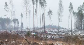 Uuring: inimeste toodetud CO2 vastu ei aitaks ka kogu Maa katmine metsaga