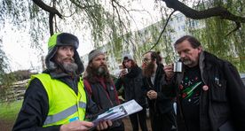 Tülikas pajupuu on asjassepuutuvad ametid segadusse ajanud