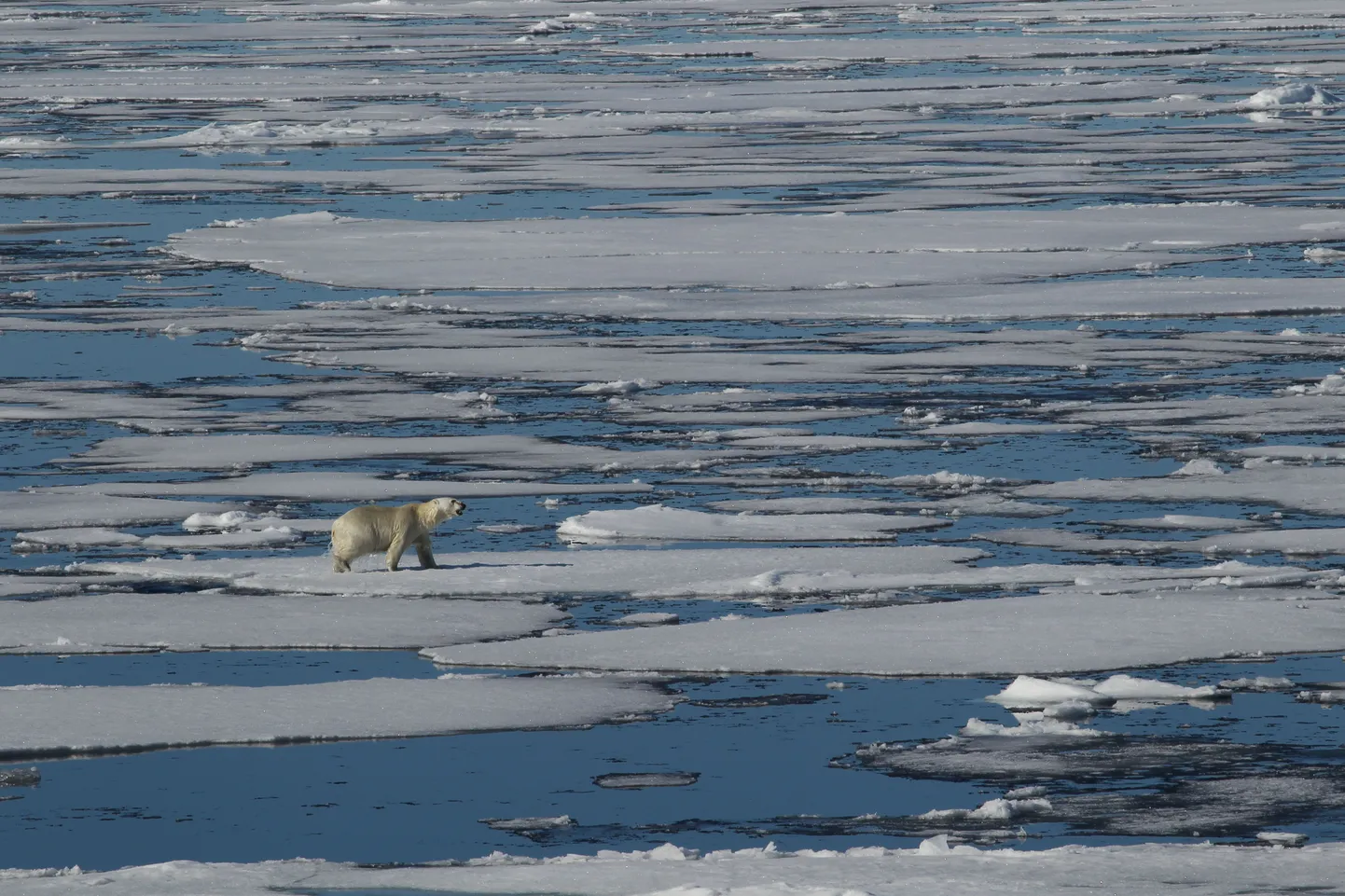 Teadlased prognoosivad mitmetele Arktika piirkondadele selleks talveks erakordselt soojasid sulailmu, mis võib niigi keskkonnas kaost põhjustavaid kliimamuutusi veelgi võimendada.