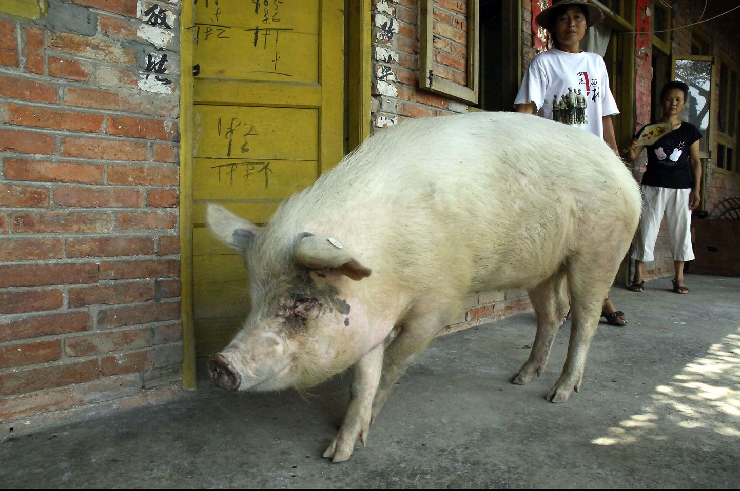 Hiina kuulus siga sai kuninglikud matused