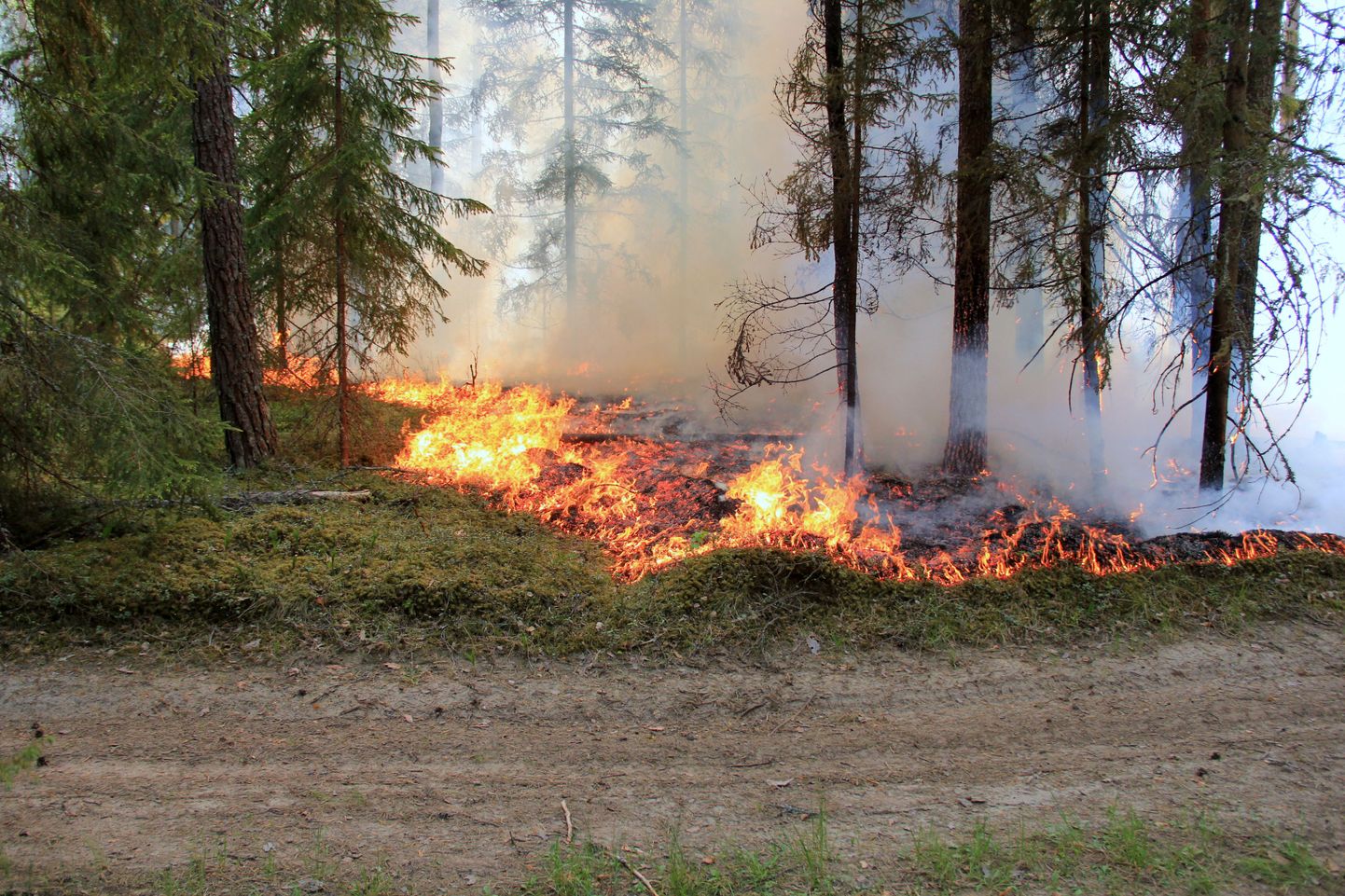 Eelmise aasta mais Hummuli vallas lahvatanud metsapõlengul said suurel alal tules kannatada nii puud kui alustaimestik, hävis putukaid, linde ja küllap väikesi loomigi, kuid kõige suuremaks kaotuseks peavad asjatundjad metsise püsielupaiga hävimist.