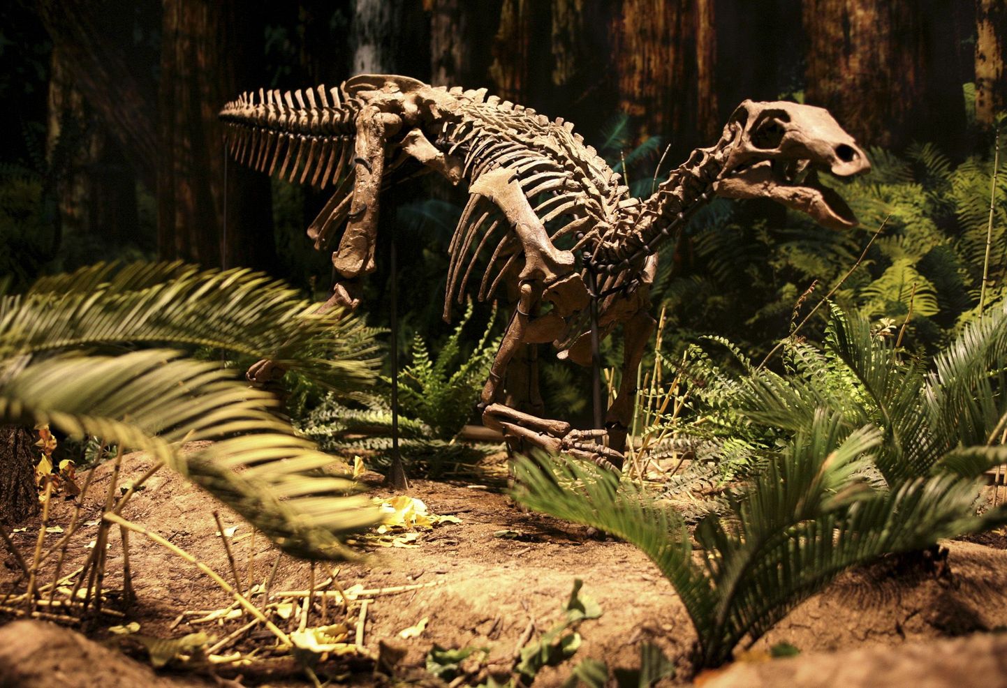Camptosauruse skelett Carnegie loodusmuuseumis Pittsburghis