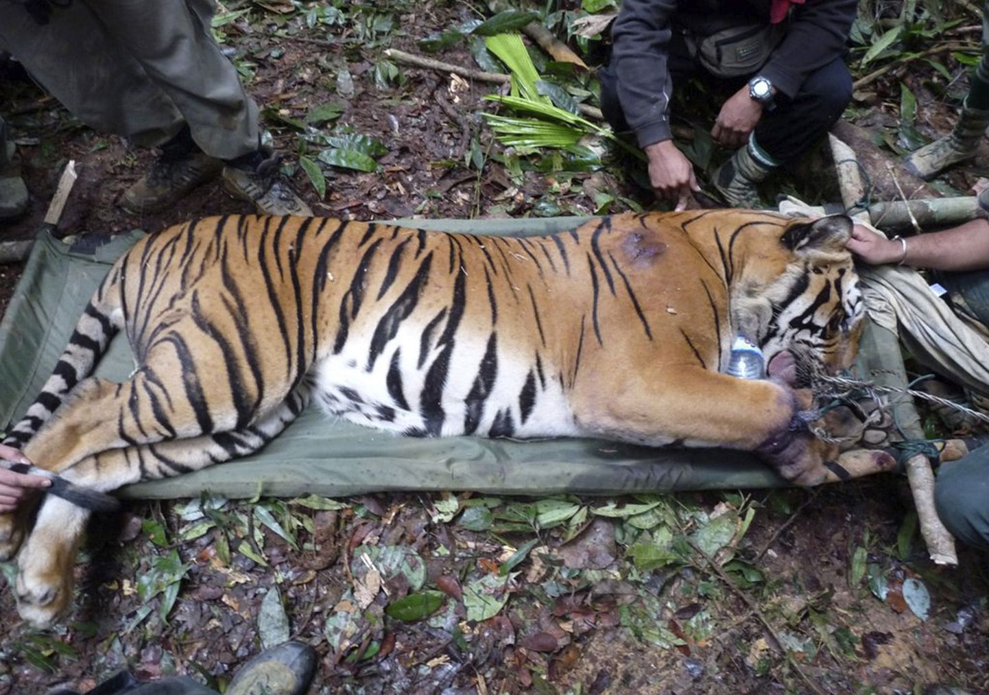 Salaküttide tõttu vigastada saanud tiiger
