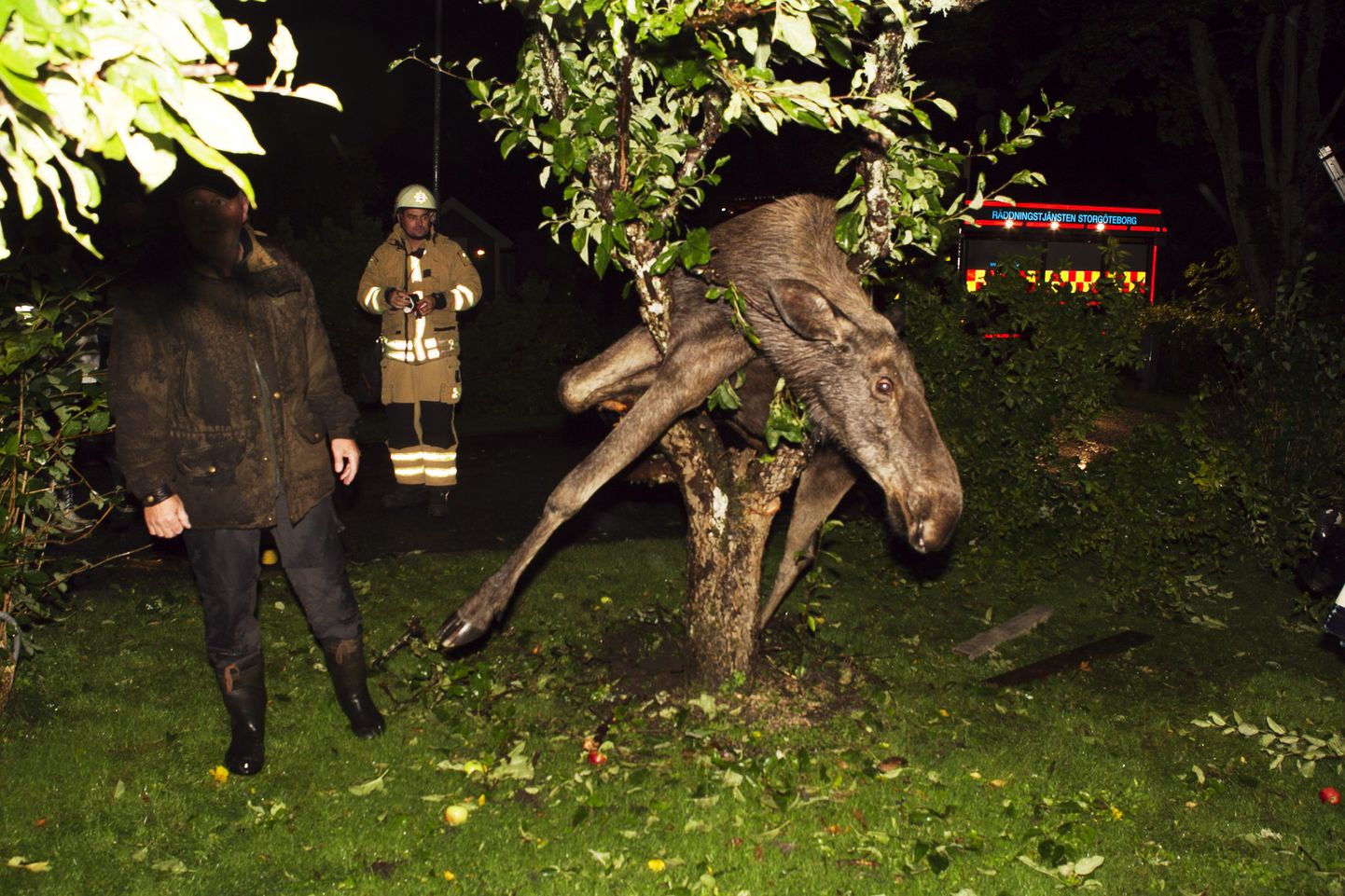 Пьяный лось застрял на дереве.