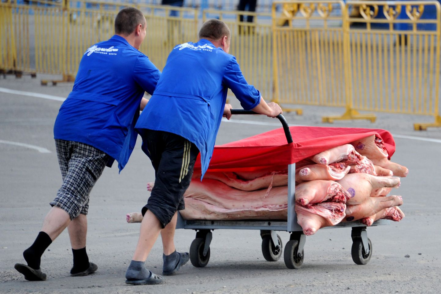 Mehed Minski turul seakeredega käru lükkamas. Venemaa on oktoobris sigade Aafrika katku tõttu juba kahe Valgevene lihatööstuse toodangu imordi keelustanud.