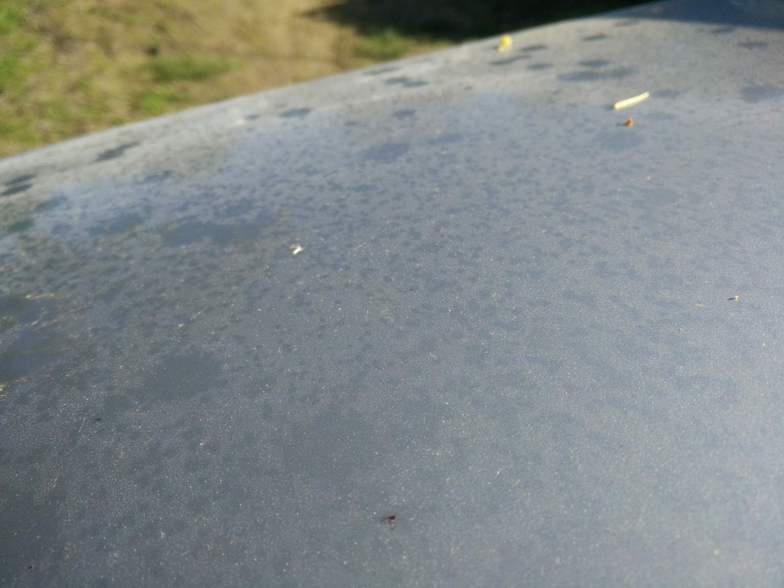 Kleepuvate tilgakeste taga on lehetäid, mitte otseselt mõni puu ega taim.