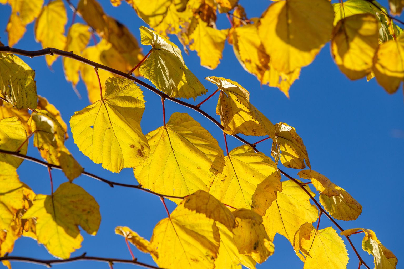 Täna päeval näitas termomeeter 14 soojakraadi.