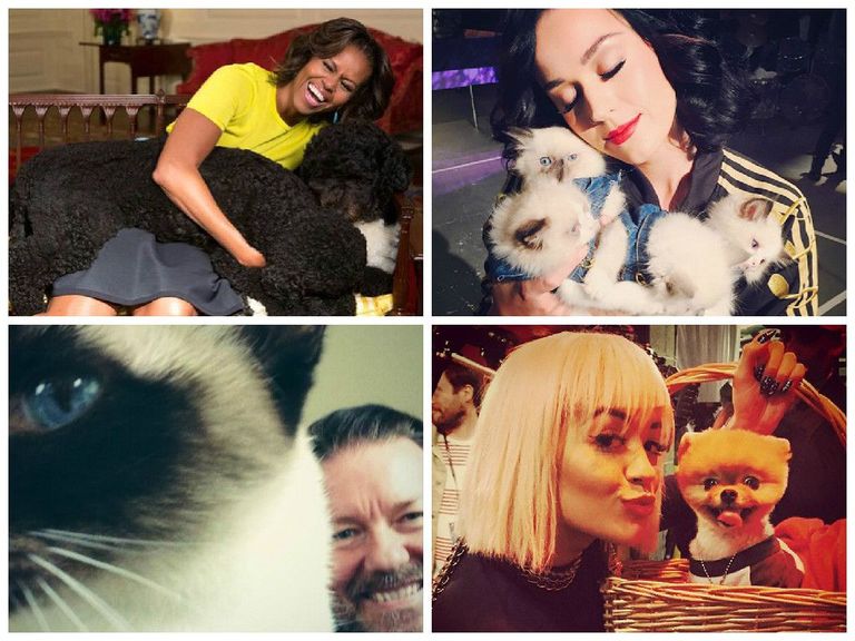 Ülevalt vasakult: USA esimene leedi Michelle Obama oma koertega; lauljanna Katy Perry kassipoegadega; koomik Ricky Gervais oma kassiga; lauljanna Rita Ora koeraga.