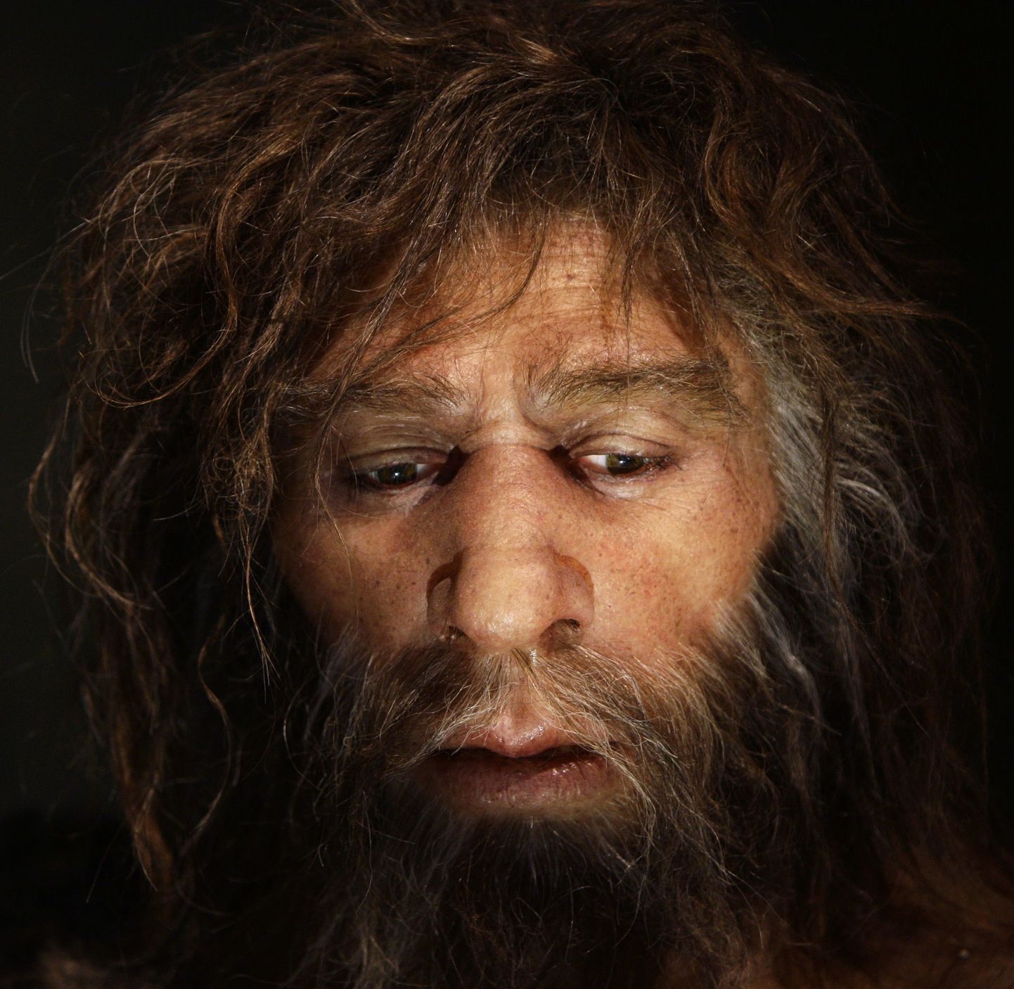 Hyperrealistic face of a neanderthal male is displayed in a cave in the new Neanderthal Museum in the northern Croatian town of Krapina in this February 25, 2010, file photo. Scientists said on March 18, 2016, an analysis of genetic information on about 1,500 people from locations around the world confirmed at least four interbreeding episodes tens of thousands of years ago, three with our close cousins the Neanderthals and one with the mysterious extinct human species known as Denisovans. REUTERS/Nikola Solic/Files