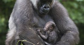 Video: Ohio loomaaias sündinud gorillapoeg astus emaga külaliste ette