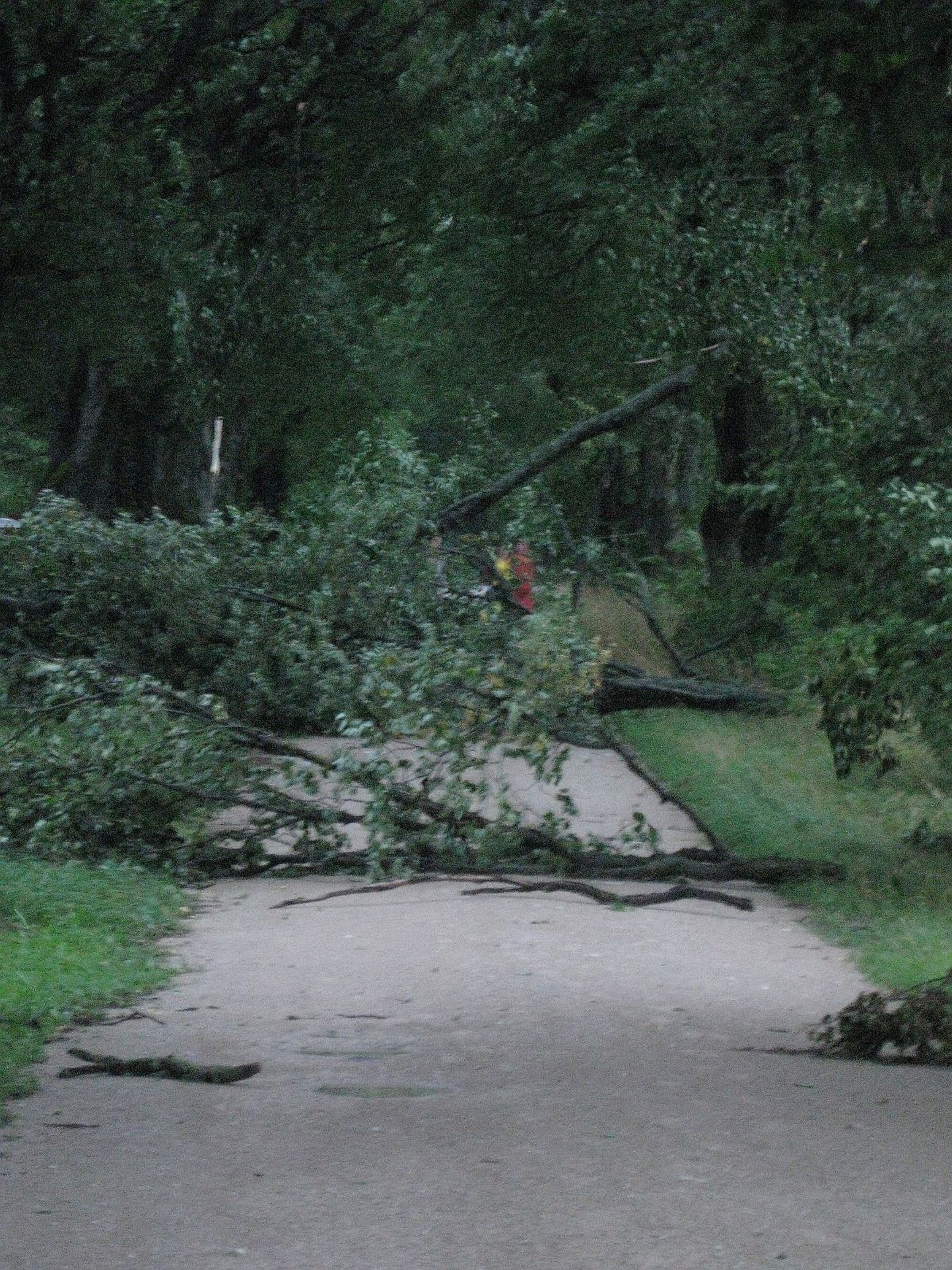 Fotol on augustis Väike-Maarjat rünnanud tormis murtud puud.