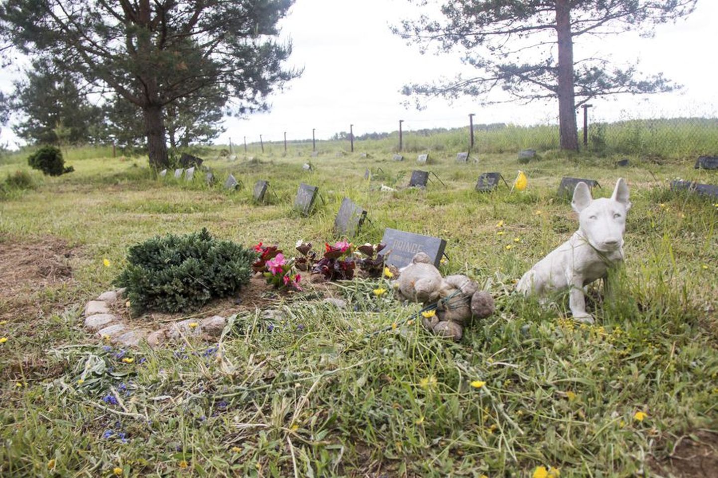 Eestis on mitu lemmikloomade matmispaika, kuid Viljandis veel mitte. Eriti vajaksid seda korteriomanikud, kellel ei ole aeda, kuhu oma lemmik sängitada. Pilt on tehtud Rakvere külje all asuval kalmistul.