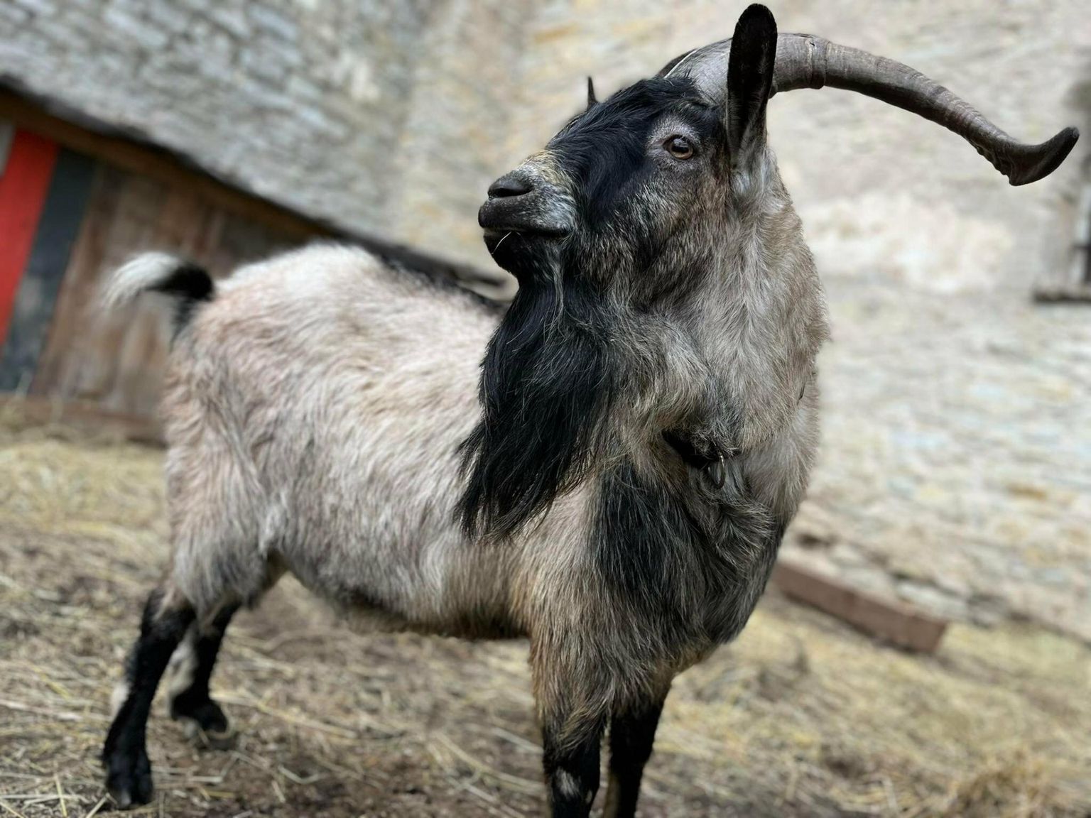 Timmu on uhkete sarvedega sokk, kel linnuses kindel ülesanne.