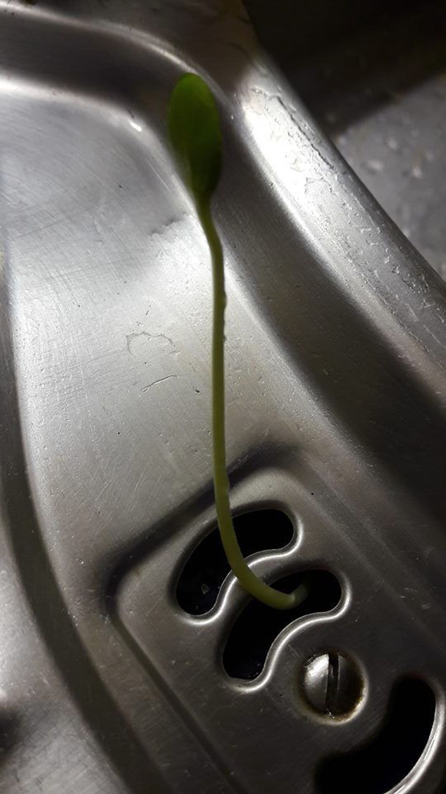 Арбузный росток в раковине.