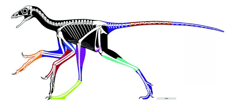 Rekonstruktsioon Anciornise kehakujust. Värviliselt on kujutatud erinevad olemasolevatel fossiilidel põhinevad proovid, mustaga rekonstruktsiooni jaoks taasloodud osad. See on esimene kord, kui teadlased on saanud linnulaadse dinosauruse nii täpselt rekonstrueerida.