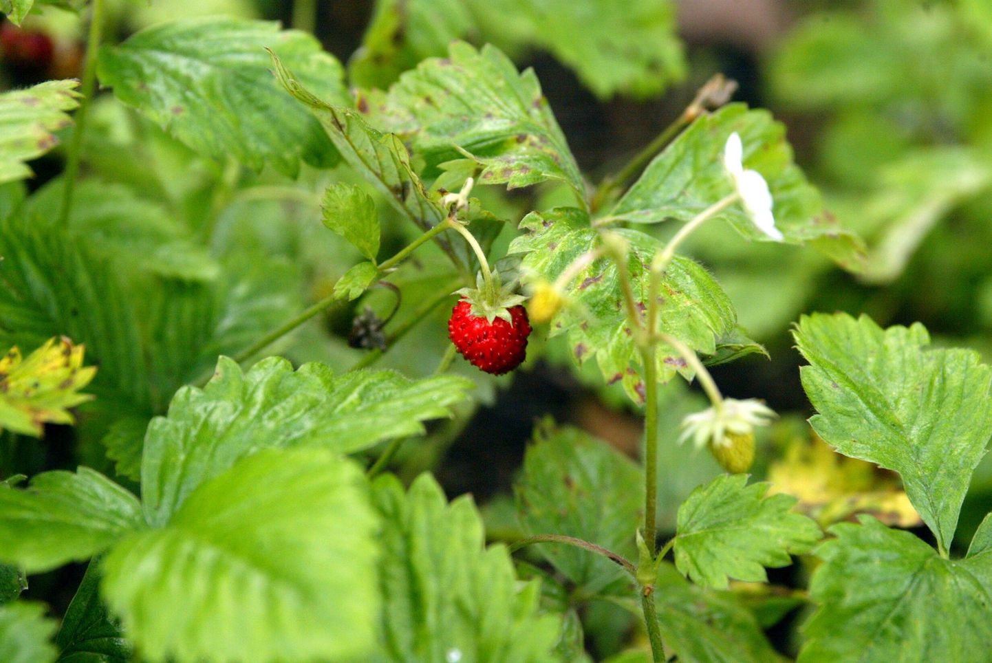 Eestimaa suve sümbol - maasikas.