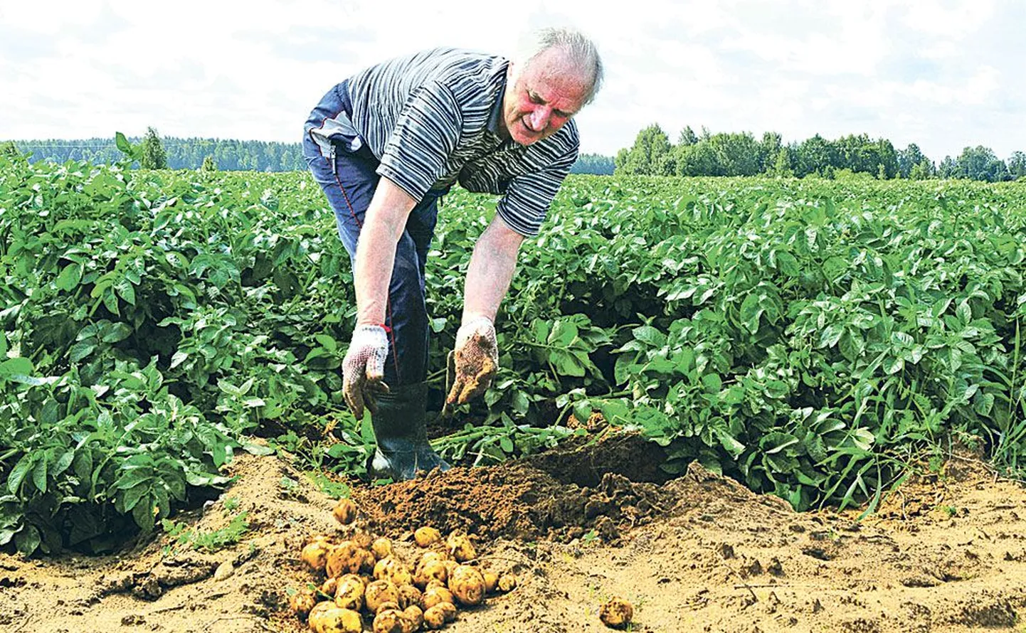 Ants Einola peab omanimelist kartulikasvatustalu Tartumaal.