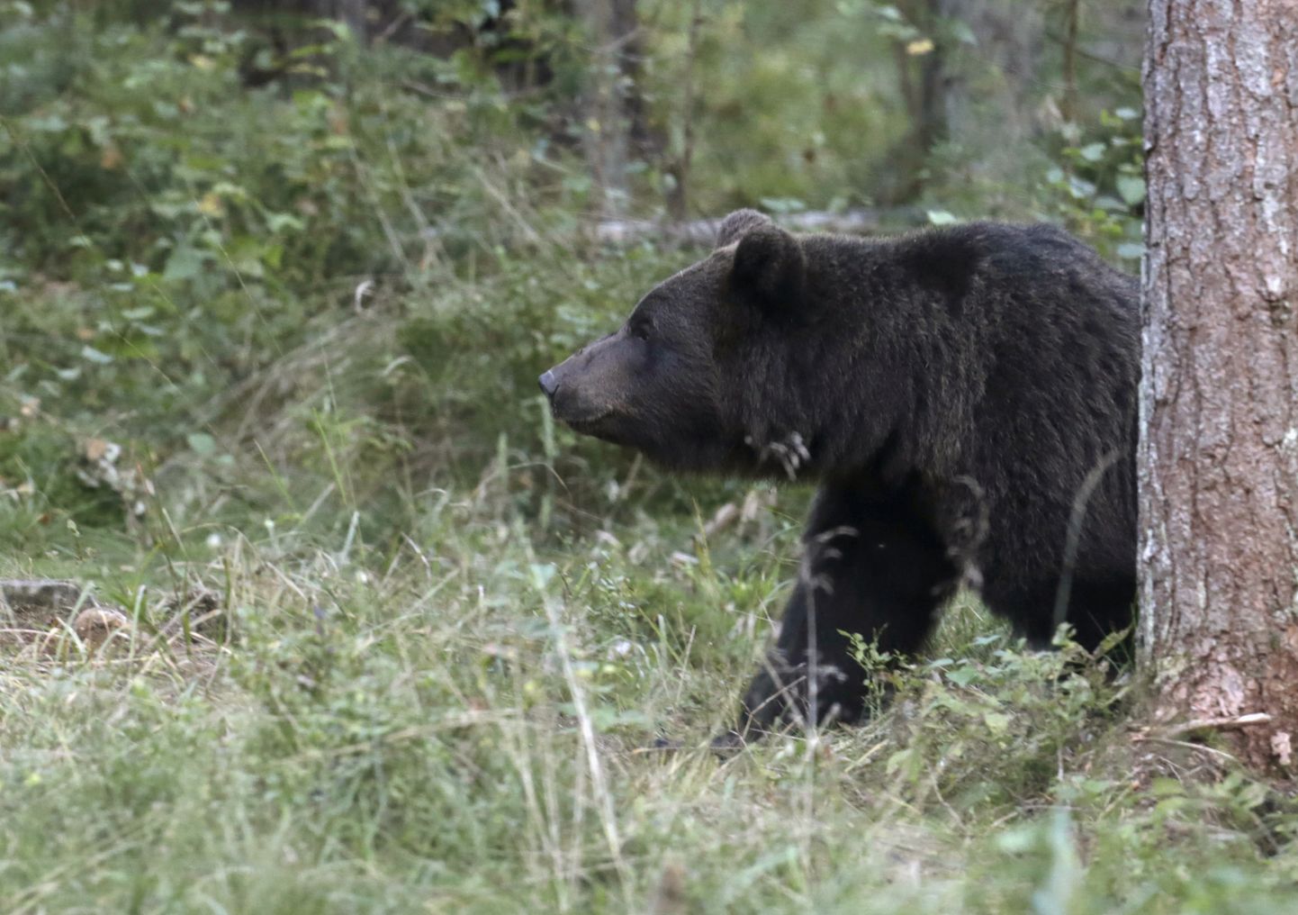 Karu jalutamas Alutaguse metsades vaatluspunktist mööda