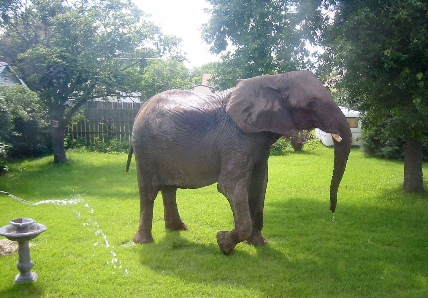 Rootsis on olnud mitu juhust, kus tsirkuseloomad, sealhulgas ka elevandid, on põgenenud