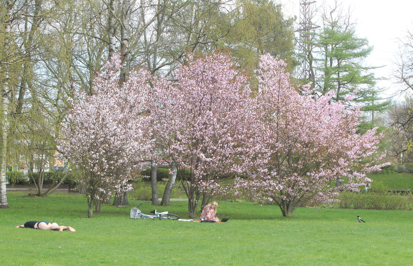 Tartus rõõmustavad kirsid silma Atlantise naabruses (pildi), Tartumaal Nõos Kirsi tänaval.