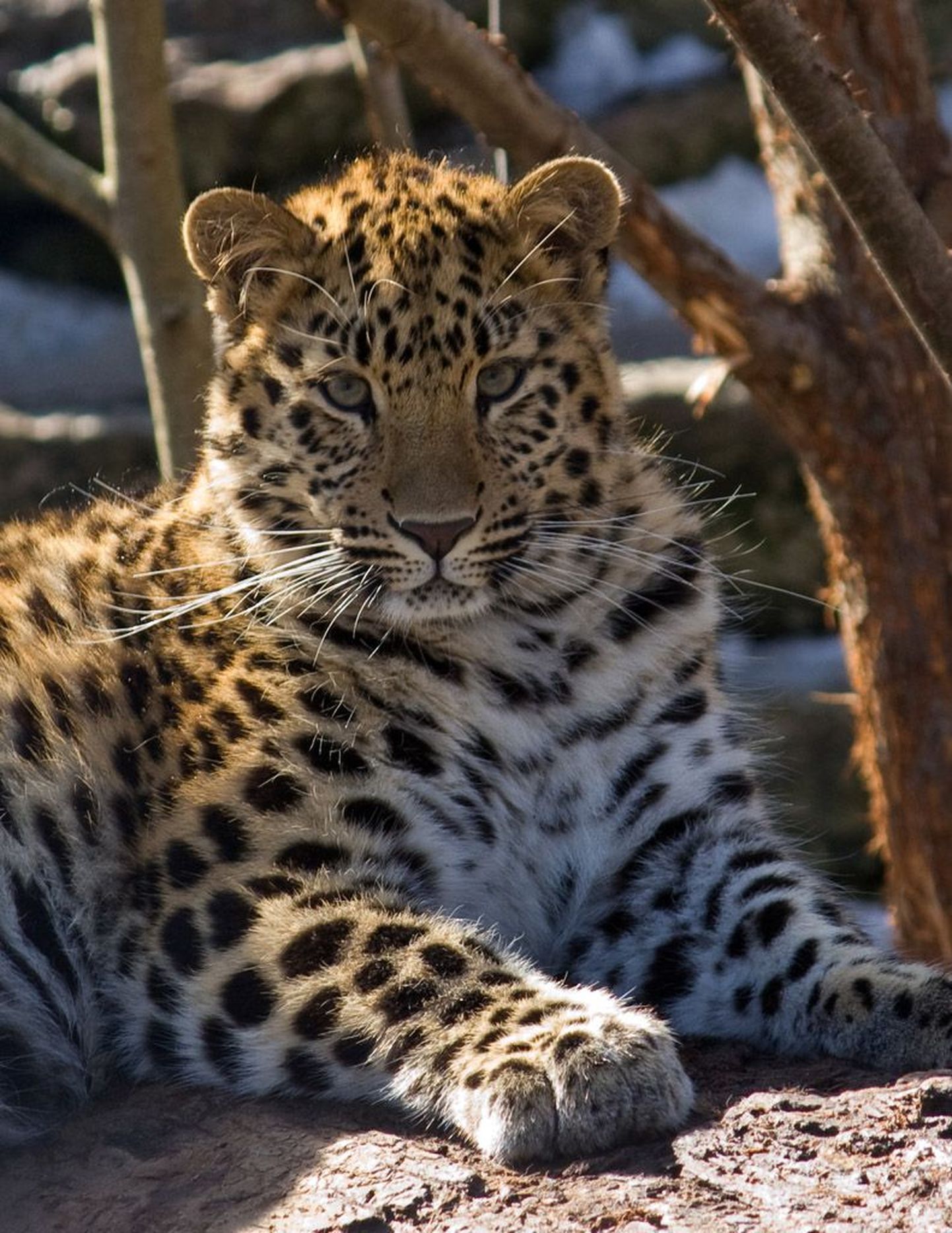 Amuuri leopardi kutsikas Kaia.