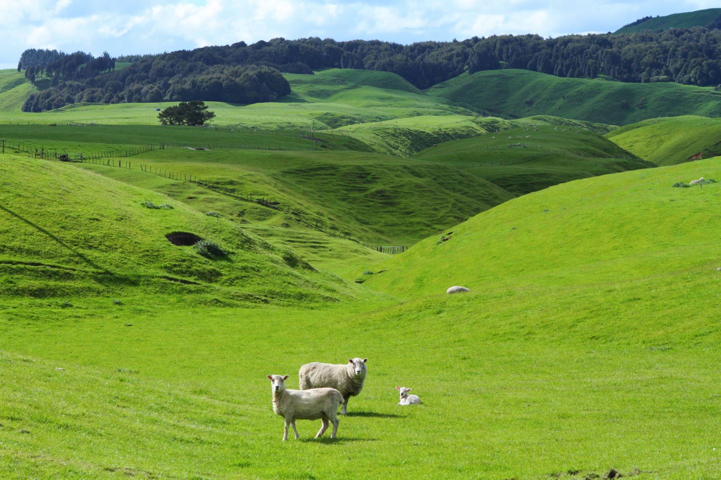 Kas teadsite, et globaalset soojenemist põhjustab tegelikult lammaste populatsiooni kahanemine?