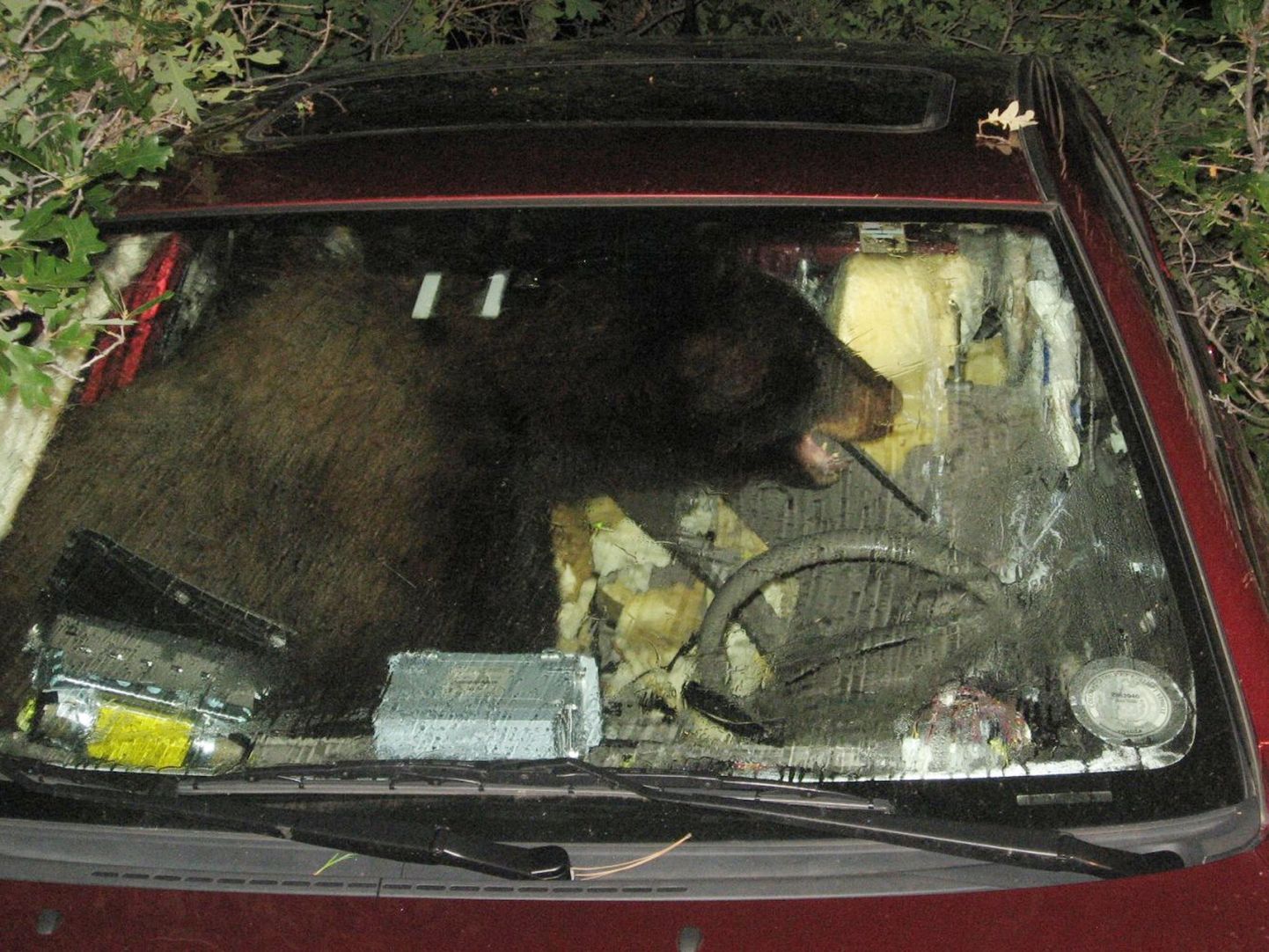 Täpselt nii nagu fotolt paistab, asi ka oli. Täiskasvanud mustkaru murdis sisse Toyotasse, sest tundis maapähklivõi lõhna