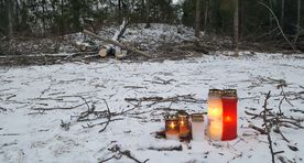 Middle-aged women hit by a cut tree