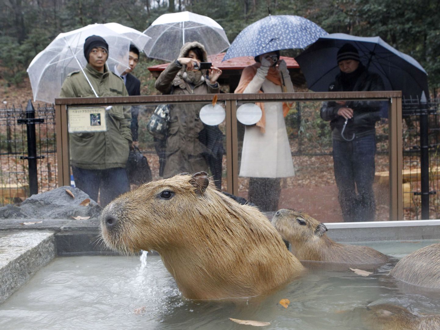 Capybaras sit inside a hot tub at the Saitama Children's Zoo in Higashimatsuyama, north of Tokyo December 11, 2009. The zoo offers the "hot spa" to its family of capybara, the largest living rodent in the world, in the winter season to entertain zoo visitors.    REUTERS/Kim Kyung-Hoon (JAPAN ANIMALS)
