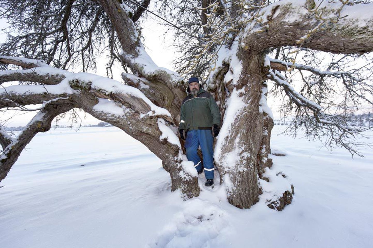 Oti küla Oti talu peremees Kalju Kangur on Eesti vanima õunapuu üle ütlemata uhke ja võib sellest pikalt pajatada.