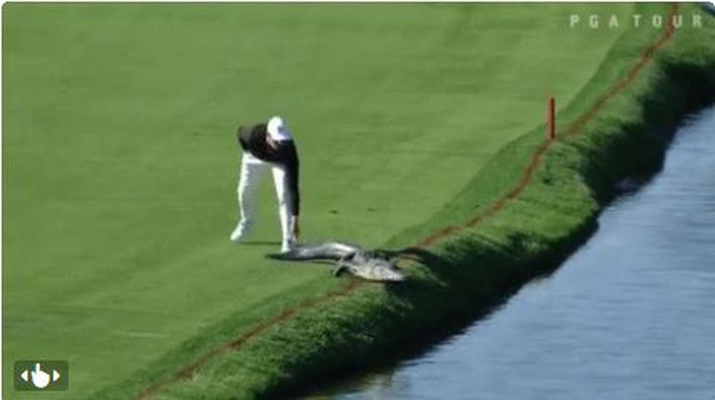 Во время проходившего в американском штате Флорида турнира по гольфу PGA Arnold Palmer Invitational один из игроков прогнал с поля аллигатора.