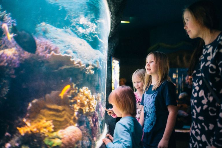 Sea Life on Helsingi üks tuntuim ja enimkülastatud atraktsioon – ja seda põhjusega