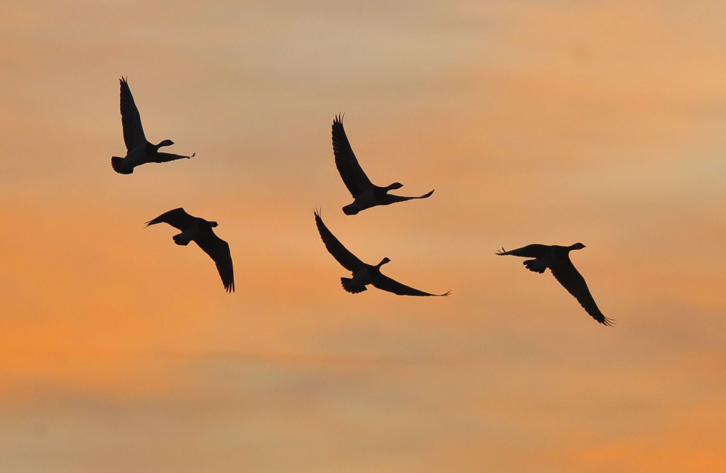 Eesti looduskaitse sai alguse linnukaitsest.