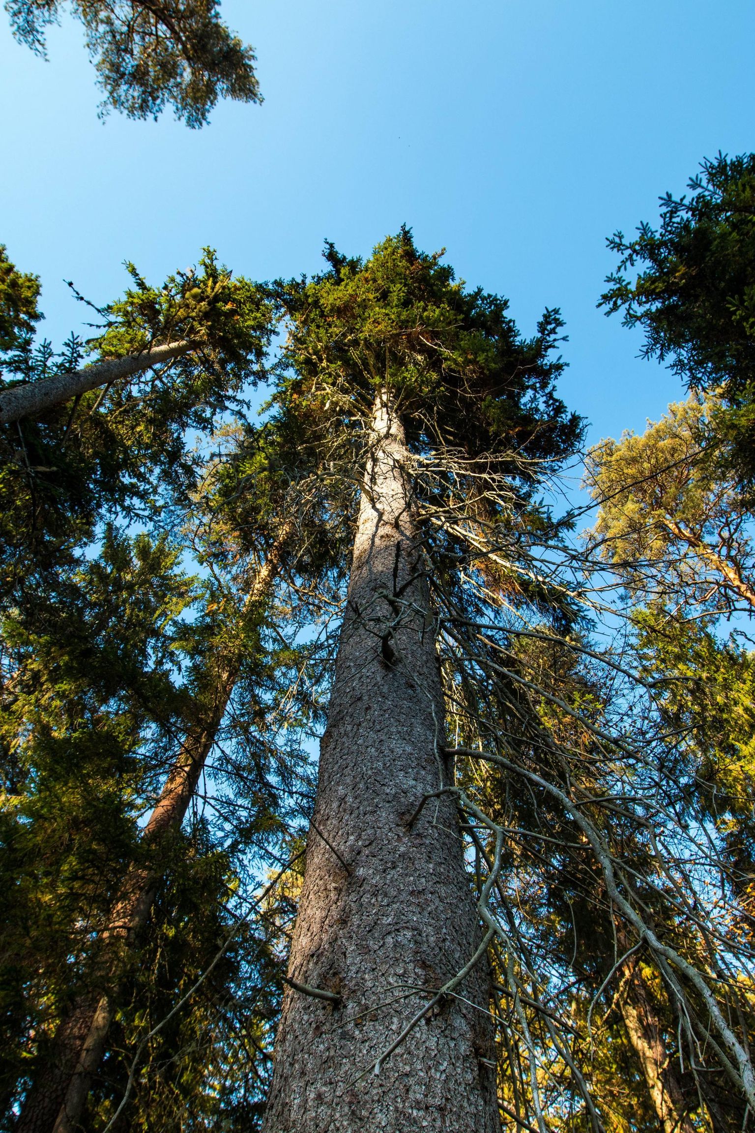 Eesti kõrgeim kuusk.