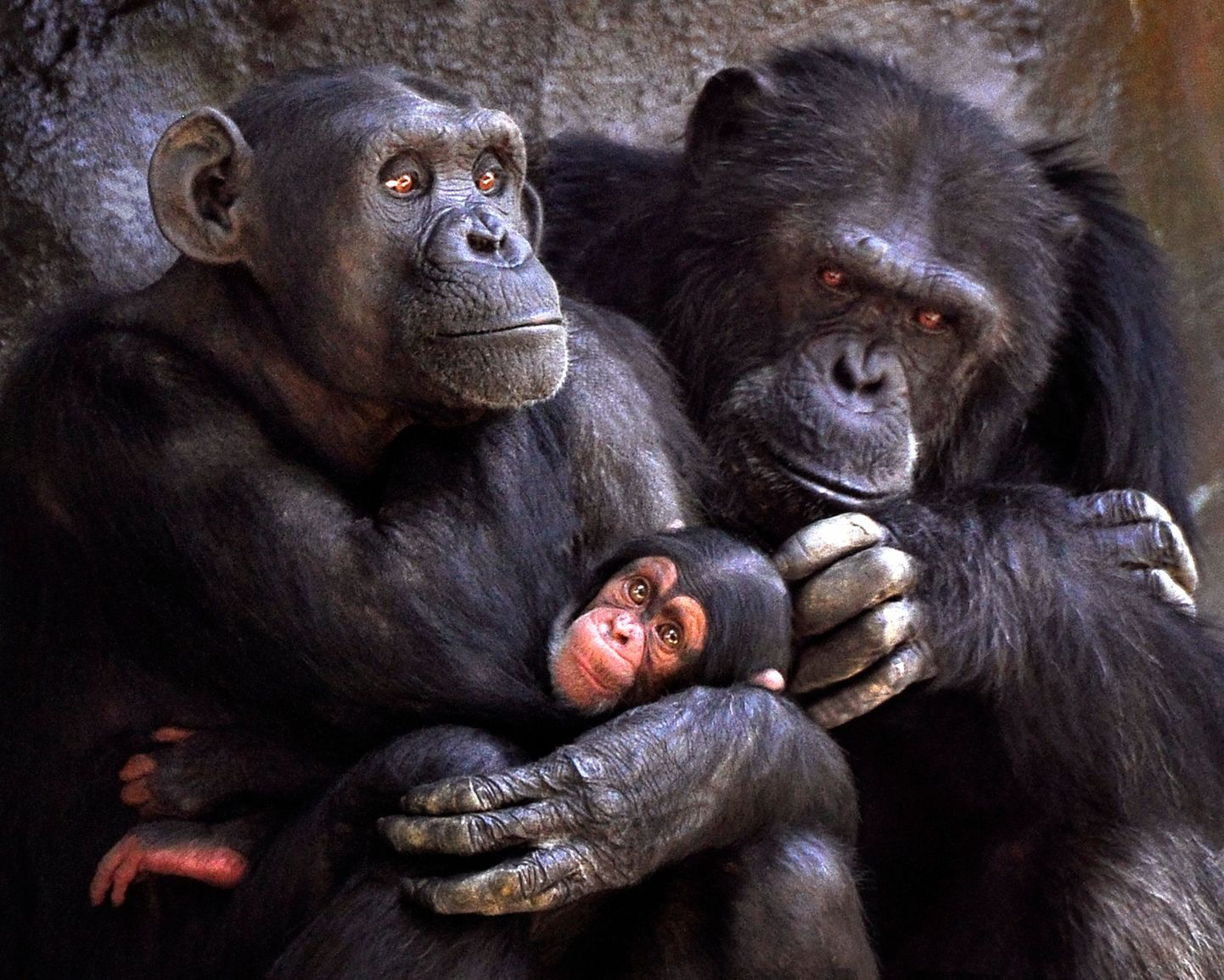 Värskest uuringust selgub, et šimpansite abivalmidus võib osutuda hoopiski hästi välja mängitud omakasupüüdlikkuseks.