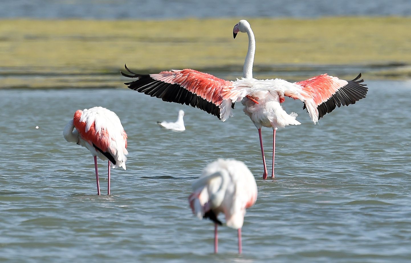 Flamingod