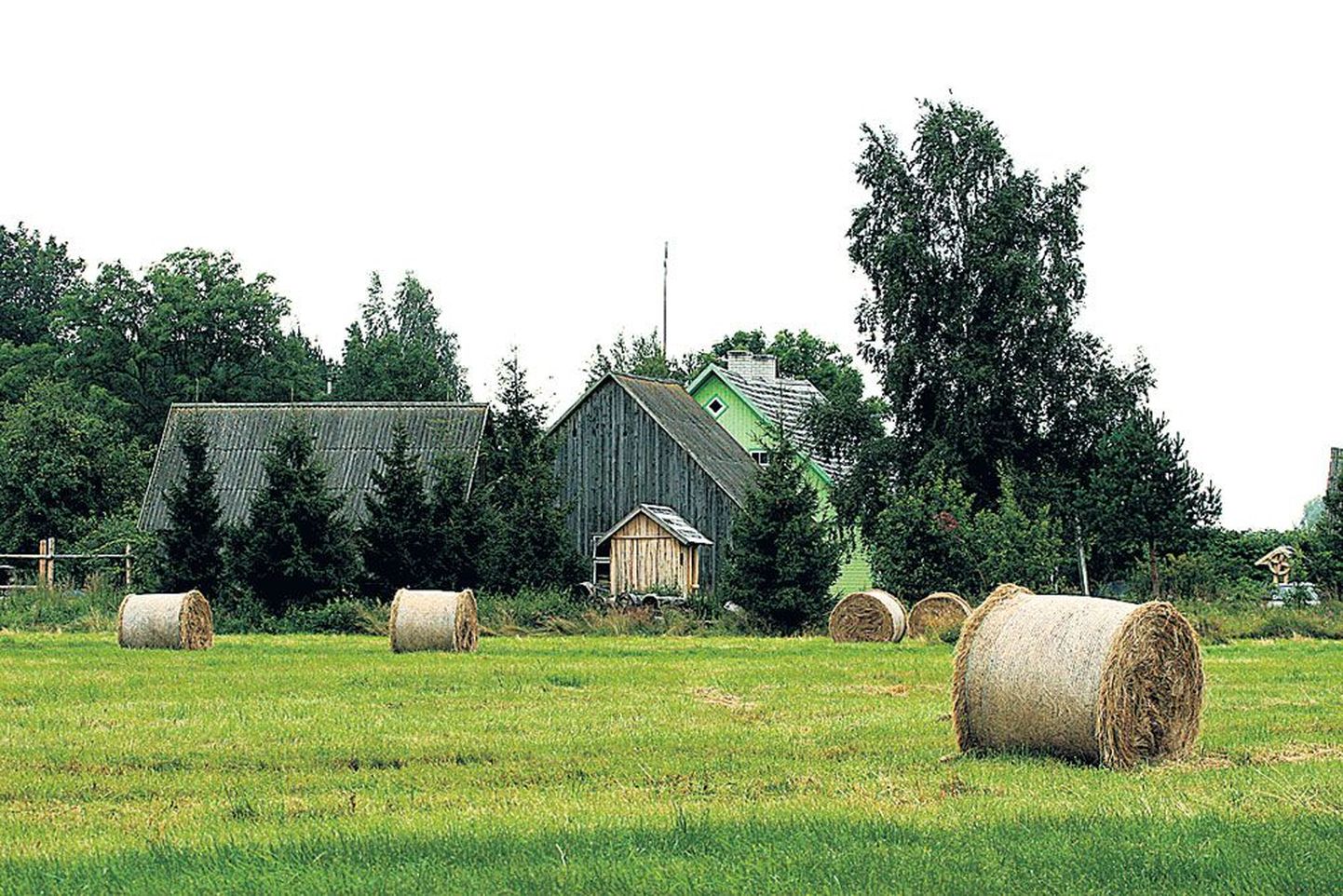 Alam-Pedja looduskaitsealal asuv Palupõhja küla.