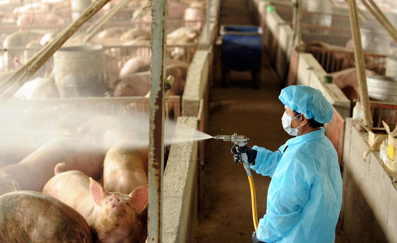 Sigala desinfitseerimine Taiwanis 2009. aasta seagripipandeemia ajal. Uue seagripi tüvi G4 on seagripi H1N1 geneetiline järglane.
